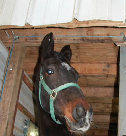 country-acres-animal-shelter-name-the-horse